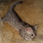 Mau, silver, Male, DOB 6-29-20