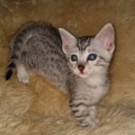 Mau, silver, Male, DOB 6-29-20