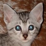 Mau, silver, Male, DOB 6-29-20