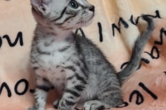 Egyptian Mau silver male #1 DOB 7-5-24