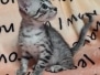 Egyptian Mau silver male #1 DOB 7-5-24