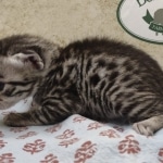 Egyptian Mau silver male