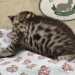 Egyptian Mau silver male