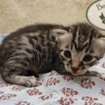 Egyptian Mau silver male