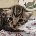 Egyptian Mau silver male