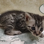 Silver-Mau-Male-a
