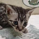 Silver-Mau-Male-c