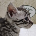 Silver-Mau-Male-d