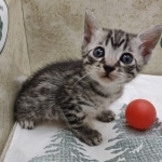 Silver-Mau-Male