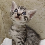 Silver-Mau-Maleb