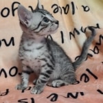 Silver-Mau-Male