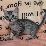 Silver-Mau-Male