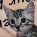 Silver-Mau-Male