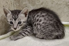  STN (Stone)Egyptian Mau Silver Male #1 DOB 8-11-22