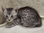  STN (Stone)Egyptian Mau Silver Male #1 DOB 8-11-22