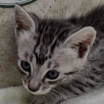 Mau silver male DOB 8-11-22