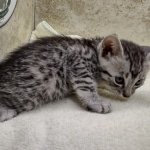 Mau silver male DOB 8-11-22