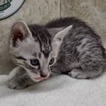 Mau silver male DOB 8-11-22