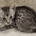 Mau silver male DOB 8-11-22