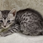 Mau silver male DOB 8-11-22