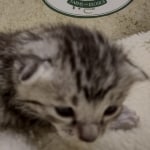 Mau silver male DOB 8-11-22