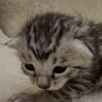 Mau silver male DOB 8-11-22