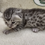 Mau silver male DOB 8-11-22