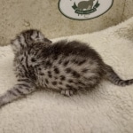 Mau silver male DOB 8-11-22