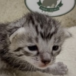 Mau silver male DOB 8-11-22