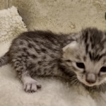 Mau silver male DOB 8-11-22