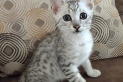 Egyptian Mau Silver Male #1 DOB 8-19-22
