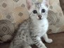 Egyptian Mau Silver Male #1 DOB 8-19-22