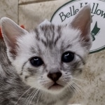 Mau Silver Male DOB 8-19-22