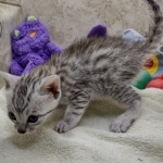 Mau Silver Male DOB 8-19-22