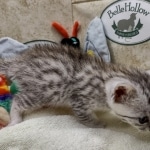 Mau Silver Male DOB 8-19-22