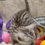 Mau Silver Male DOB 8-19-22