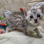 Mau Silver Male DOB 8-19-22