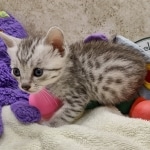 Mau Silver Male DOB 8-19-22