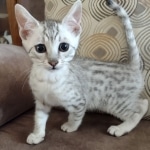 Mau Silver Male DOB 8-19-22