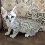 Mau Silver Male DOB 8-19-22