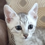 Mau Silver Male DOB 8-19-22