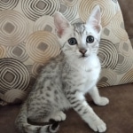 Mau Silver Male DOB 8-19-22