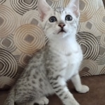 Mau Silver Male DOB 8-19-22