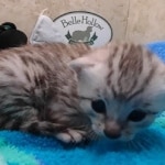 Mau Silver Male DOB 8-19-22