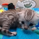 Mau Silver Male DOB 8-19-22