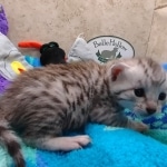 Mau Silver Male DOB 8-19-22