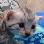 Mau Silver Male DOB 8-19-22