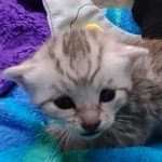 Mau Silver Male DOB 8-19-22
