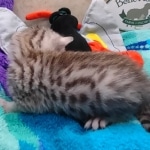 Mau Silver Male DOB 8-19-22