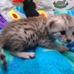 Mau Silver Male DOB 8-19-22